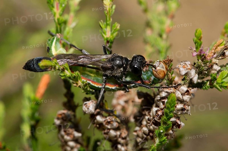 Red-banded sand wasp (Ammophila sabulosa)