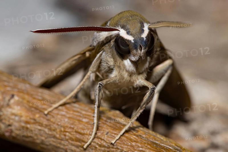 Lineated hawk moth (Hyles livornica)