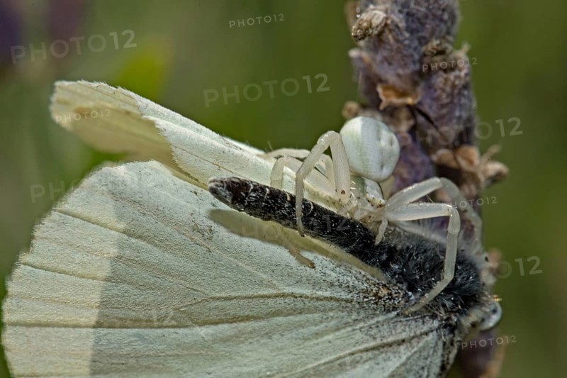 Goldenrod crab spider (Misumena vatia) with captured butterfly