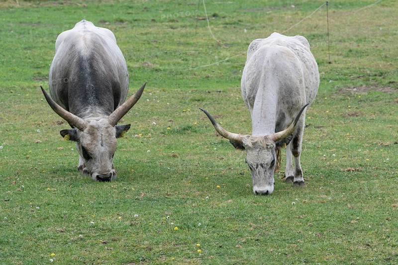 Hungarian steppe cattle