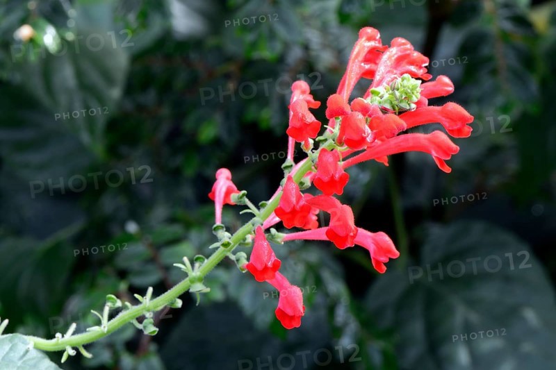 Begonia foliosa Occurrence South America