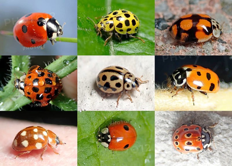 Biodiversity
