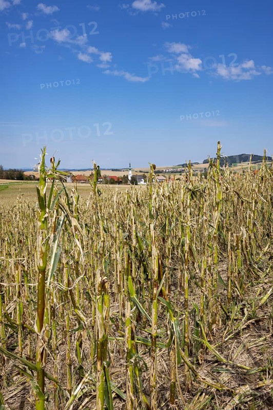 Maize (Zea mays) plants in a field with hail damage after a heavy storm near Schildorn