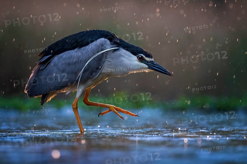 Black crowned night heron (Nycticorax nycticorax) Decorative feathers on head