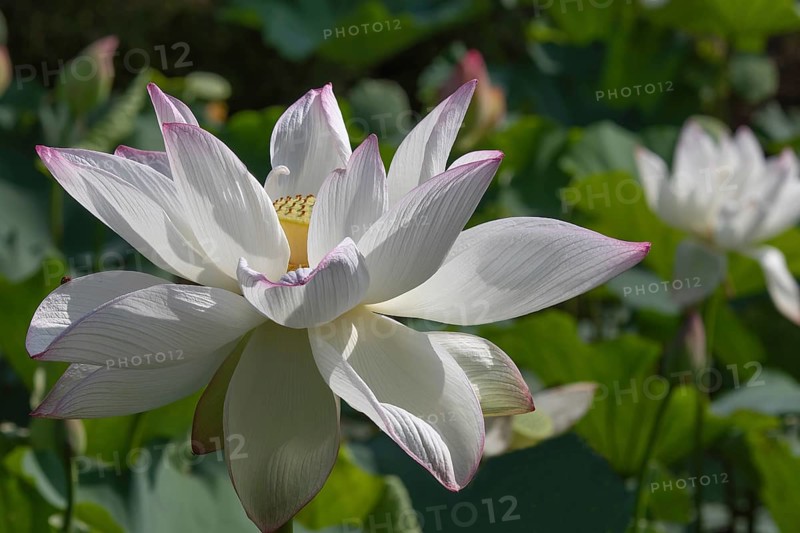 Lotus (Nelumbo)