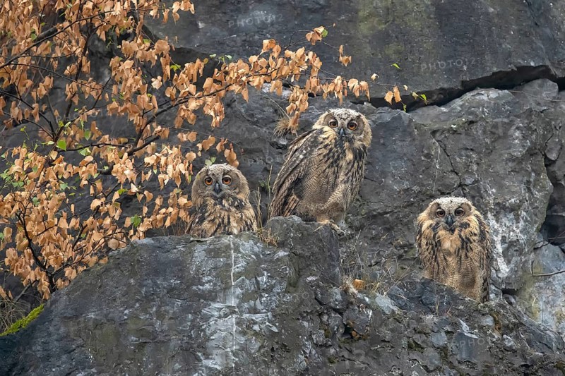 European eagle owls