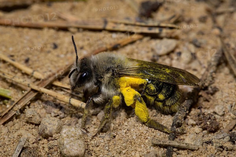 Grey-backed Mining-bee (Andrena vaga)