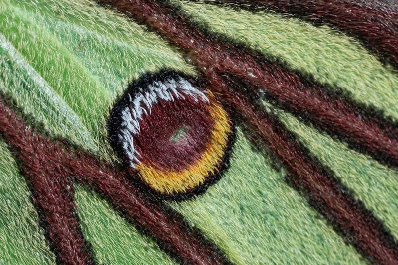 Spanish moon moth (Graellsia isabellae)