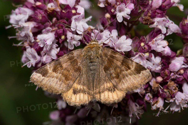 Burnet companion (Euclidia glyphica)