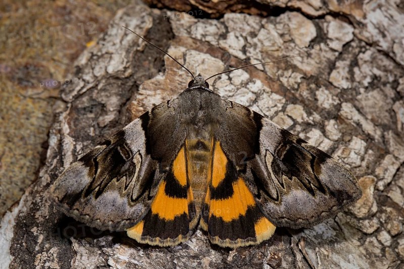 Yellow bands under the wing (Catocala fulminea)