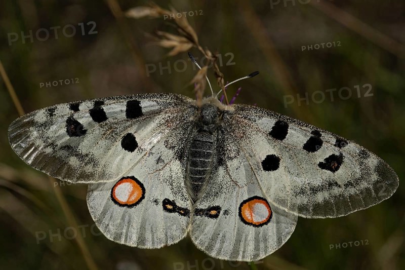 Apollo (Parnassius apollo)
