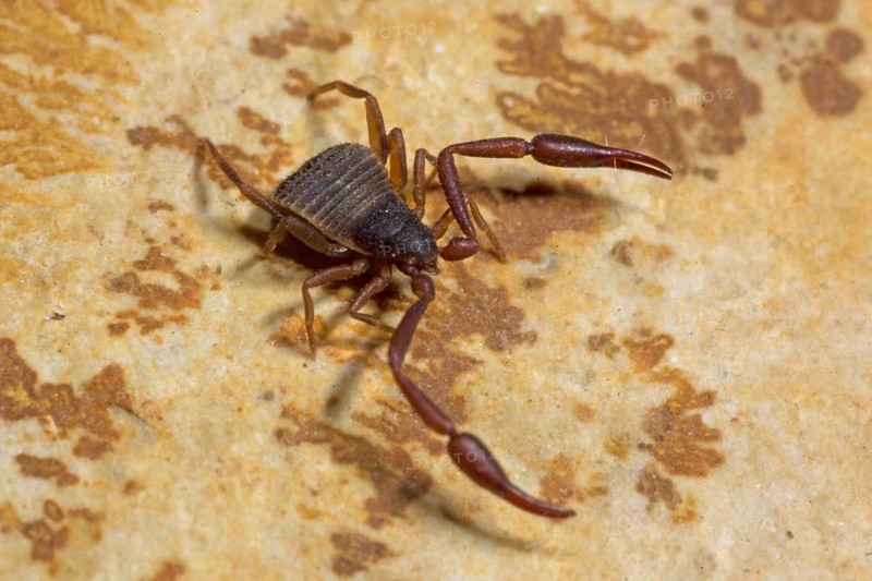 House pseudoscorpion (Chelifer cancroides)