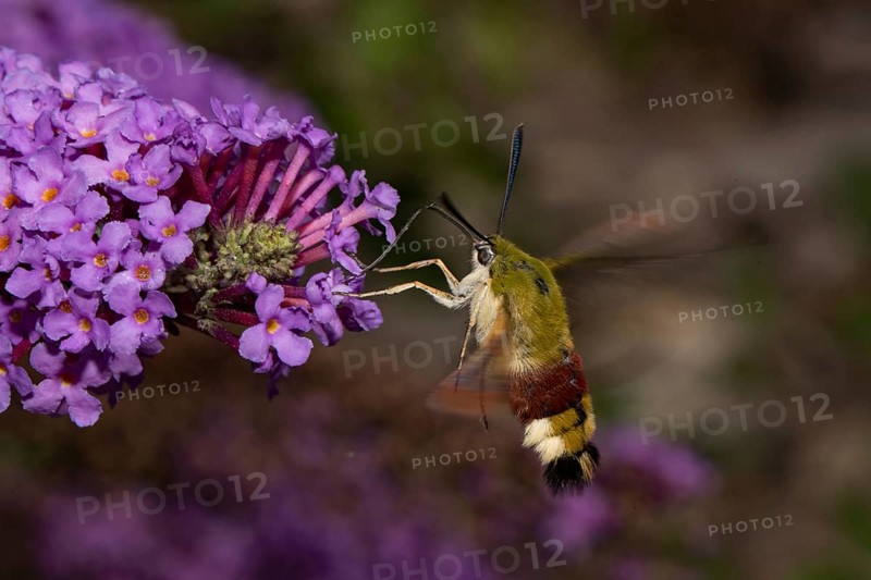 Broad-bordered bee hawk-moth (Hemaris fuciformis)