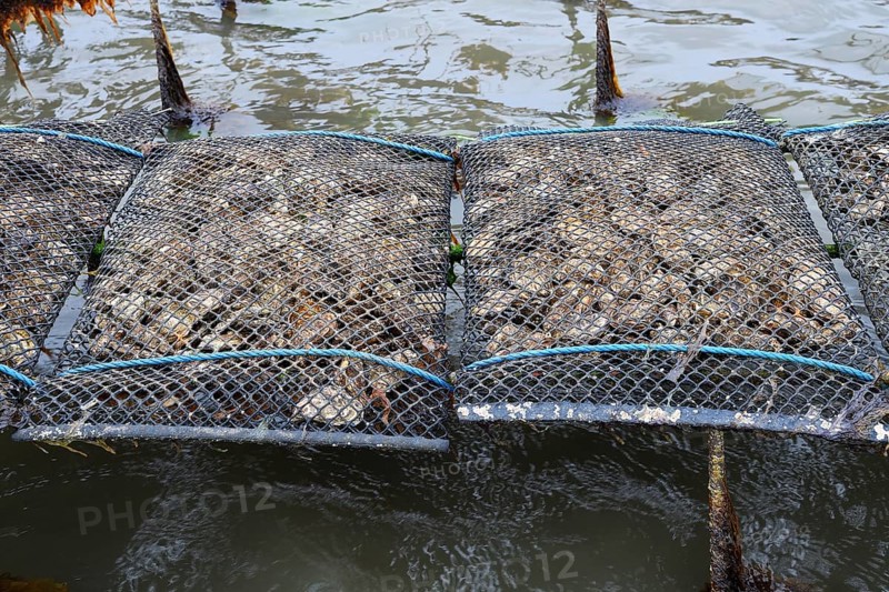 Pacific oyster (Crassostrea gigas)