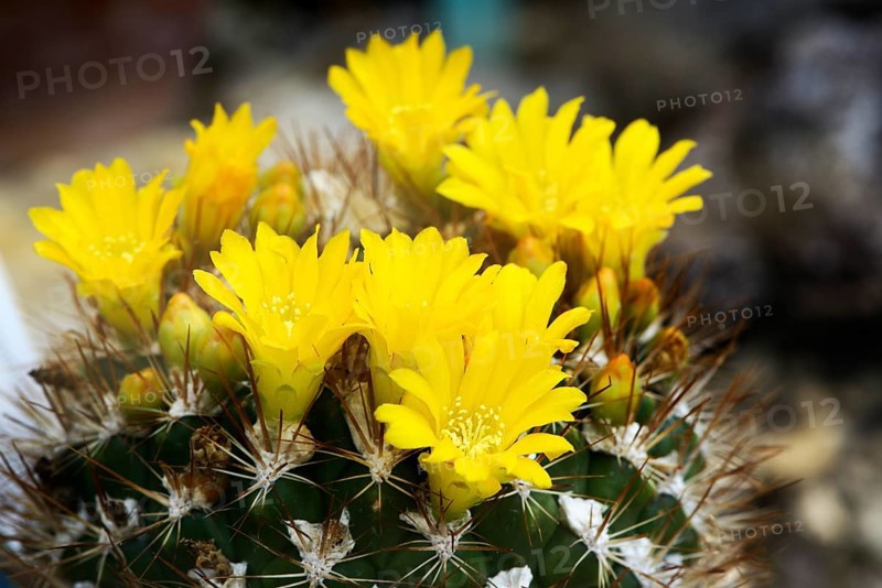 Cactus (Weingartia lanata) Occurrence South America
