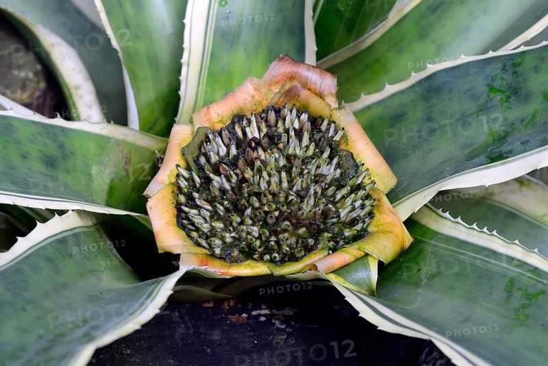 Bromeliad (Edmundoa lindenii)