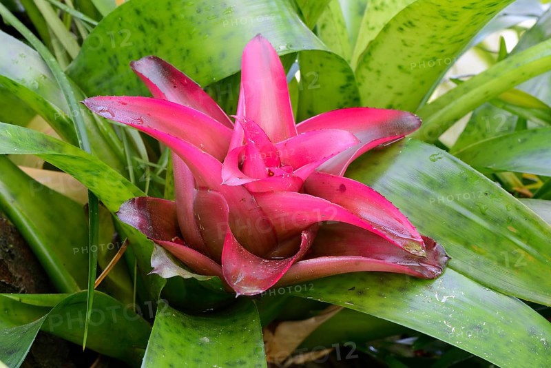Nest bromeliad (Nidularium rutilans) Occurrence South America
