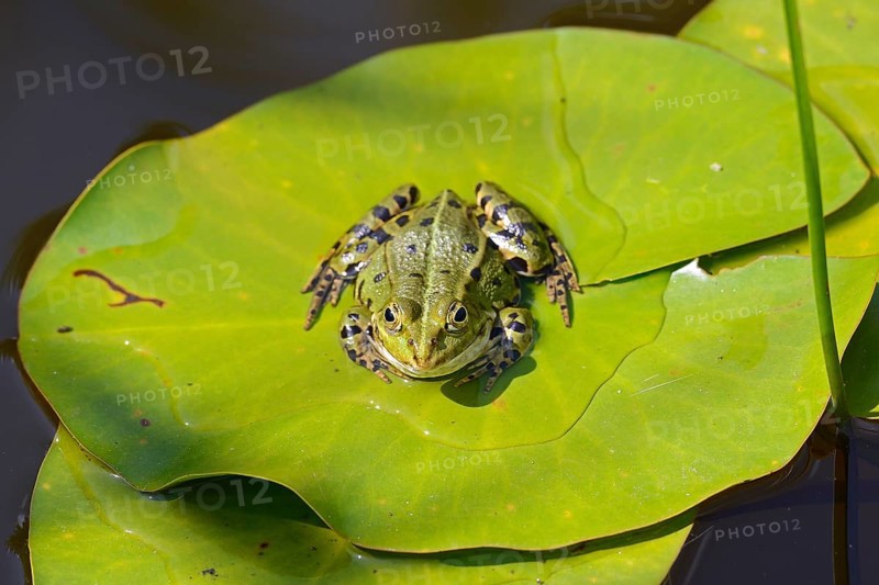 Edible Frog (Rana lessonae) on lily pad