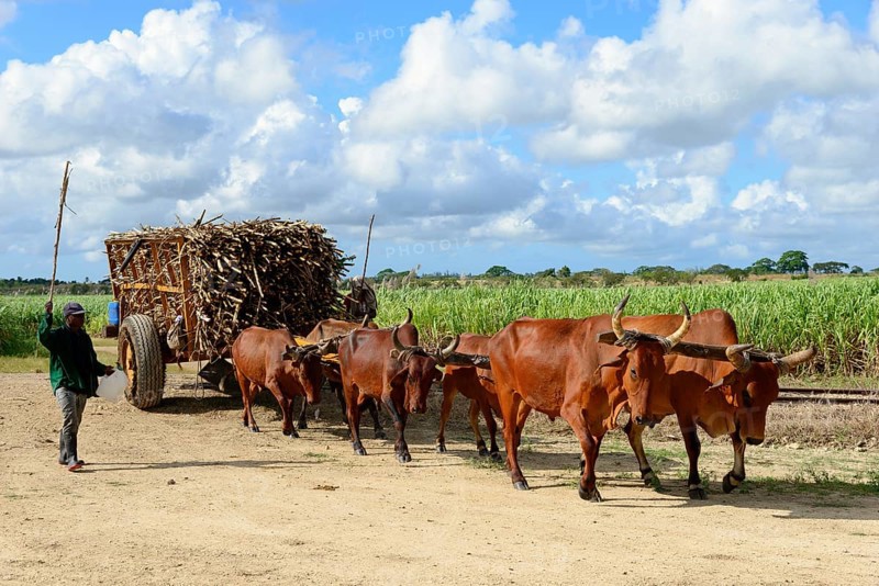 Oxcart