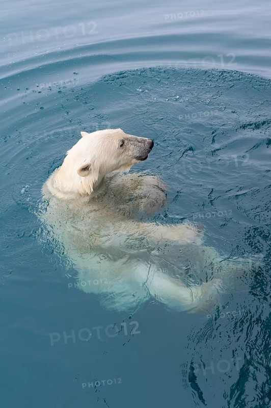 Curious polar bear (Ursus maritimus) swimming around an expedition ship and looking up