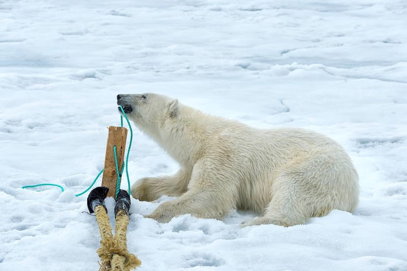 Polar bear (Ursus maritimus) inspecting and chewing the mast of the expedition ship