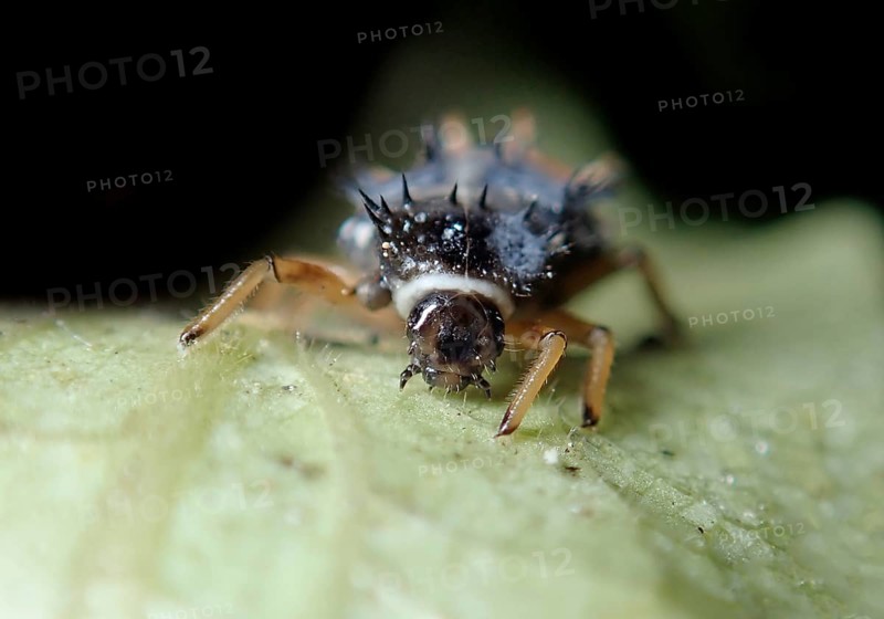 Asian lady beetle (Harmonia axyridis)