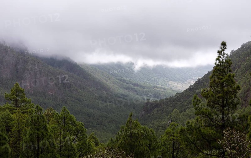 Canary Island pine (Pinus canariensis) Parque Nacional de la Caldera de Taburiente