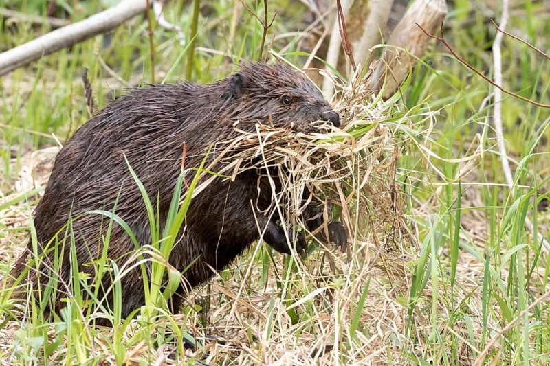 North American beaver (Castor canadensis)
