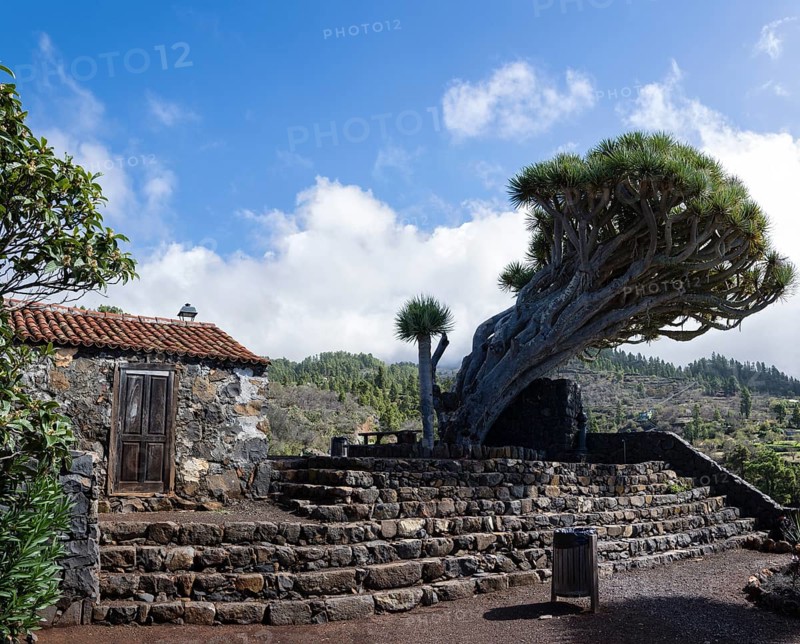 Canary Islands dragon tree (Dracaena draco) El Roque