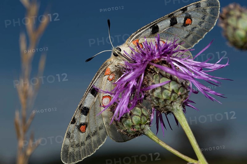 Apollo (Parnassius apollo)