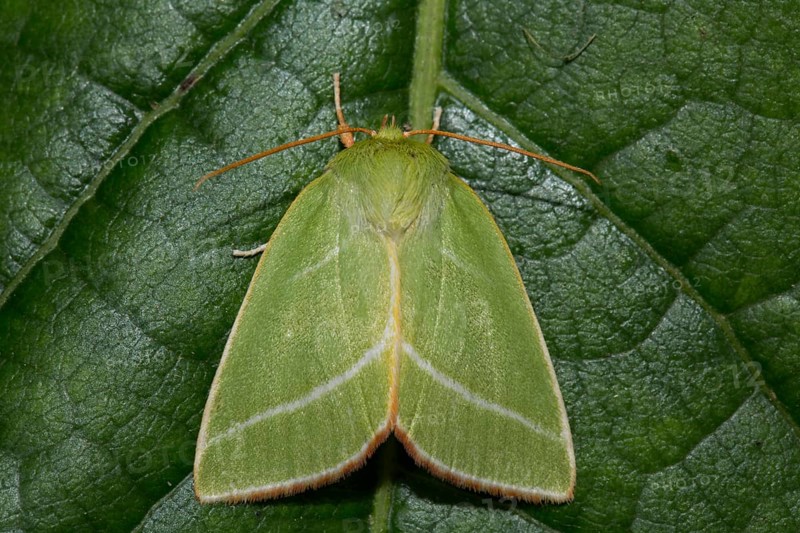 Green (Pseudoips prasinana) silver-lines