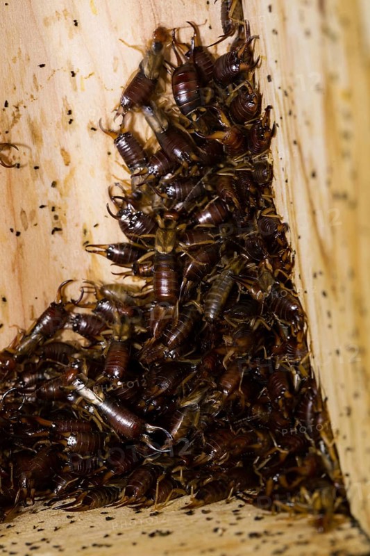 Common (Forficula auricularia) earwig