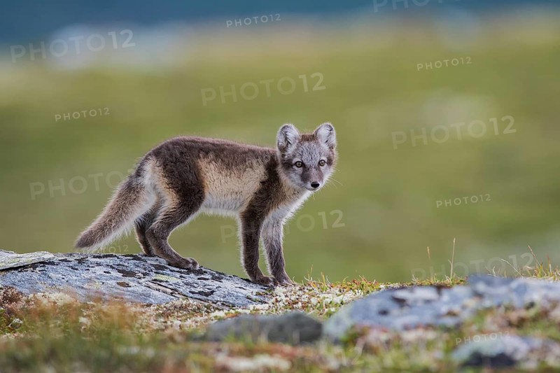 Arctic fox (Vulpes lagopus)