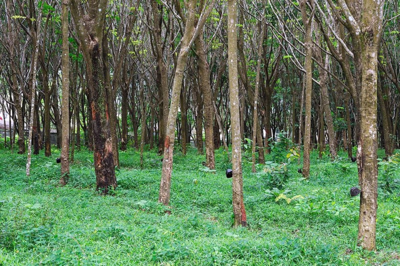 Extraction of natural rubber
