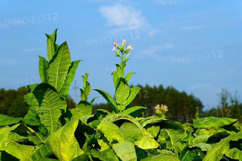 Tobacco