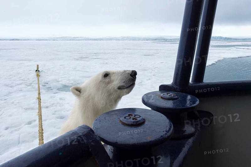 Polar bear (Ursus maritimus) trying to board the expedition ship