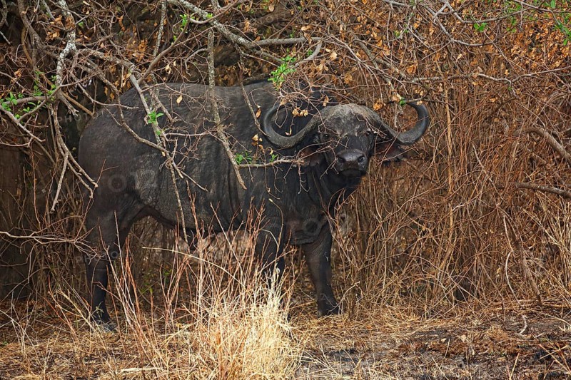 Old Cape buffalo (Syncerus caffer) bull hiding in bushes