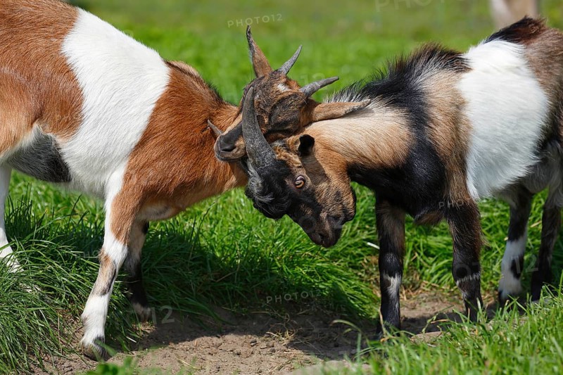 Dwarf goats