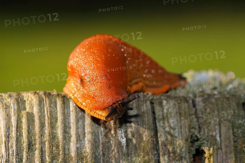 Spanish slug (Arion lusitanicus)