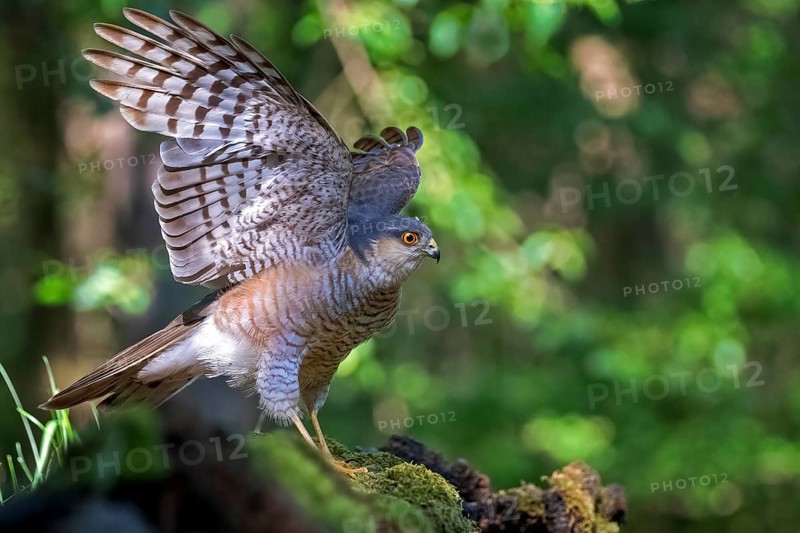 Eurasian sparrowhawk (Accipiter nisus) male