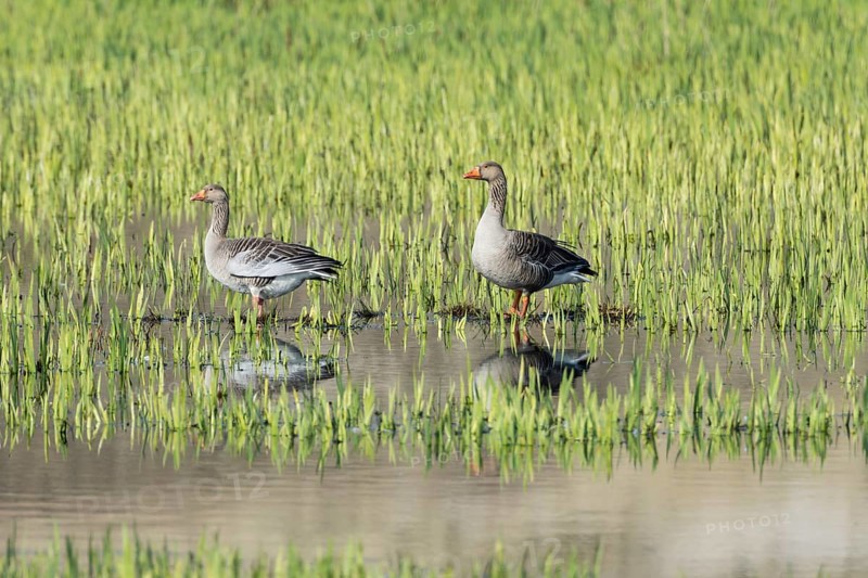 Greylag geese (Anser anser)