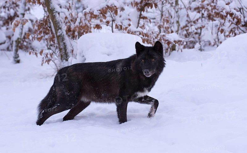 Algonquin wolf (Canis lupus lycaon)