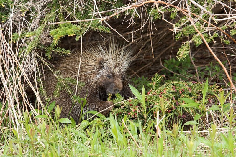 North American porcupine (Erethizon dorsatum)