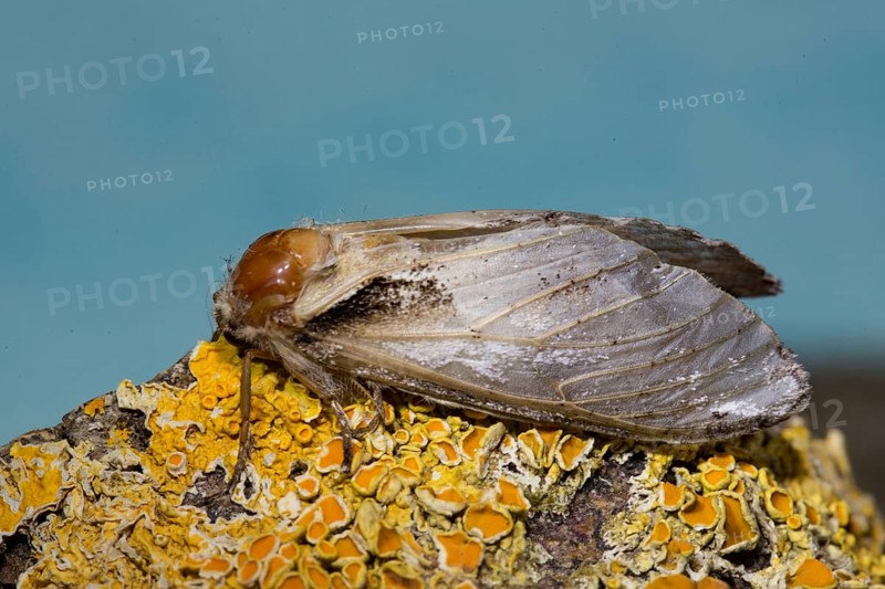 Swallow prominent (Pheosia tremula) moth