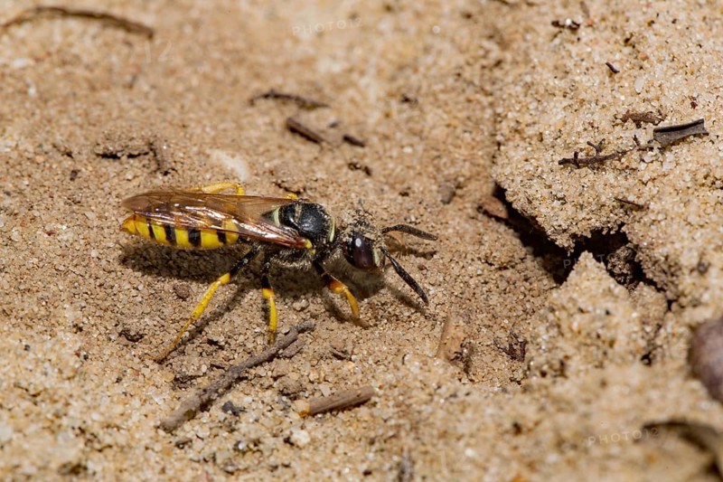 European beewolf (Philanthus triangulum) at the nest entrance