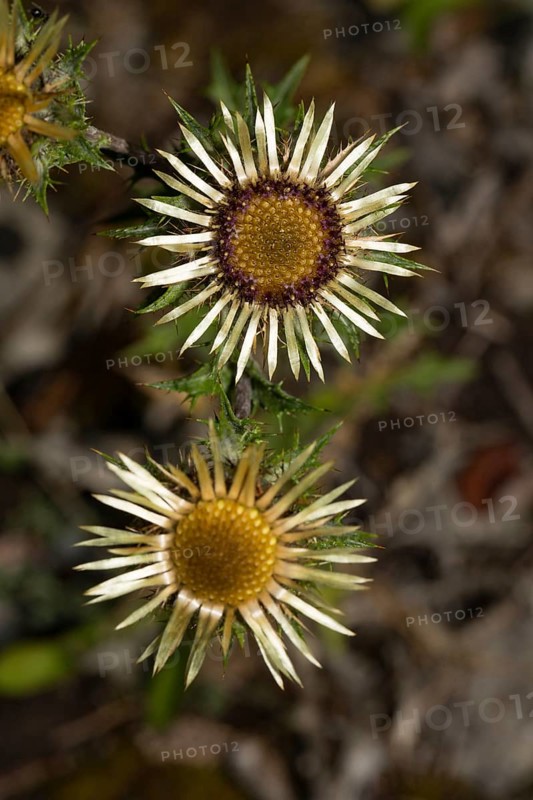 Carline thistle (Carlina vulgaris)