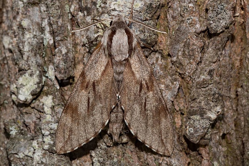 Pine hawk-moth (Sphinx pinastri)