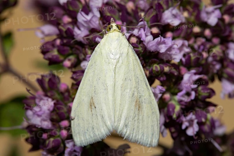 Carrot (Sitochroa palealis) seed moth