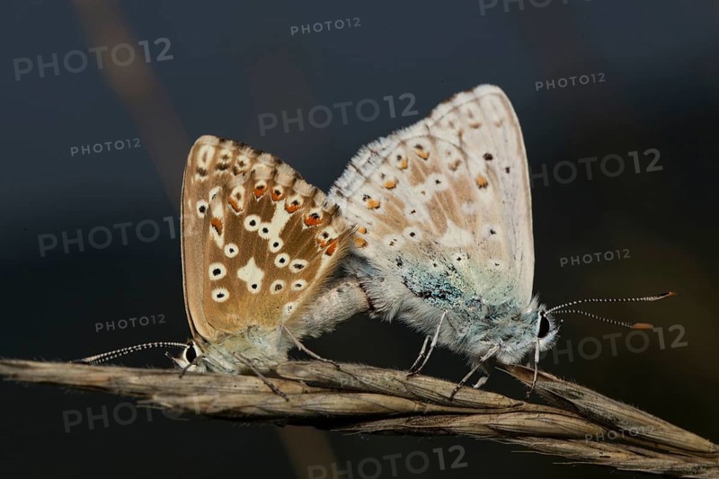 Chalkhill blue (Polyommatus coridon)