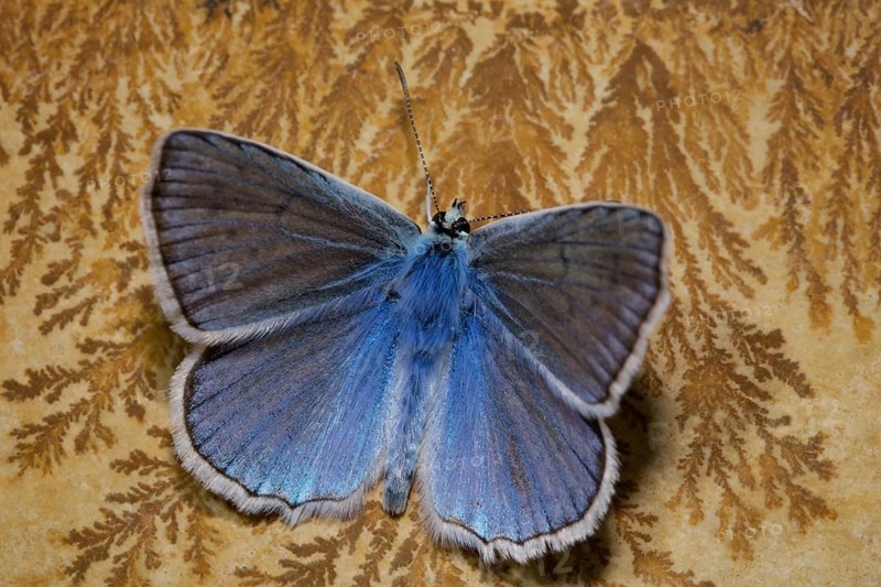 Meleager's (Polyommatus daphnis) blue